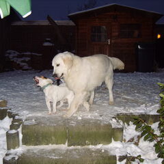 butch en spyke in de sneeuw
