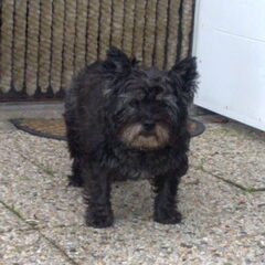 Chelsea, hier 11 jaar oud.