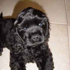 Onze lieve schat Kanjer.