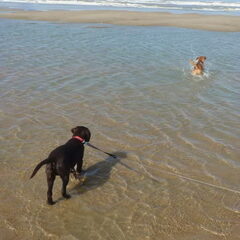 zeehondenwandeling