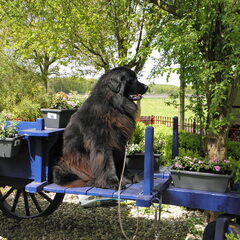 eros is mijn eerste newfie echt een knuffel beer, is ook…
