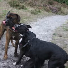 snuffel, snuffel....spelen!!