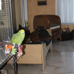 Crocky het maatje van Rocco...ons andere kind