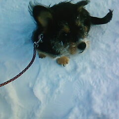 Heerlijk die sneeuw:-)