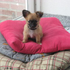 Dit is Amora, Ze is erg lief en aanhankelijk. Ze kan minder…