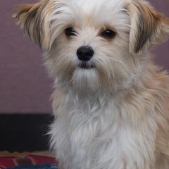 Hier is onze Puk alweer negen maandjes oud!