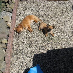 amora& danger samen liggend in de zon