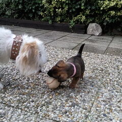 Samen aan het spelen met de bal.