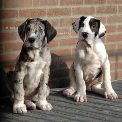 de 2 gebroers..