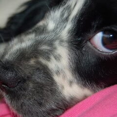 Bo...onze knappe cocker