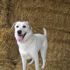 riva onze kruizing labrador witte herder