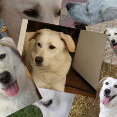 collage Riva