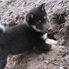 Chiba: (Shiba Inu) Stoeiend en gravend op een grote…