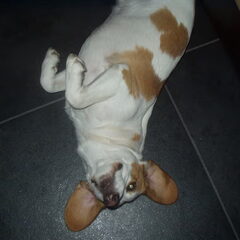 Hahaha, mooie oren :-)