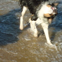 Crazy shake