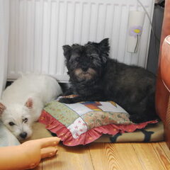 Chelsea en Amy samen op het kussentje.