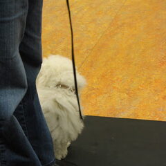 Naar de puppy cursus