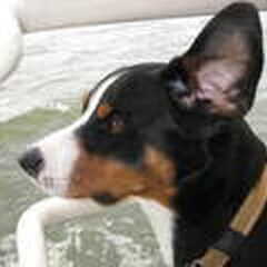 Op de boot vind Borres het heerlijk. Lekker uitwaaien.
