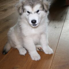 9 wk oud