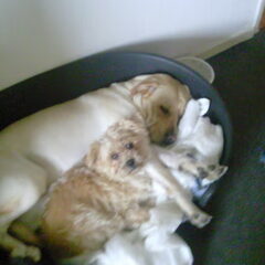 dana en tess in de mand