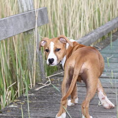 Chelsey (Mei '10 - 4 maanden oud)
