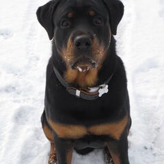Enzo - De superlieve rottweiler van onze beste vrienden en…