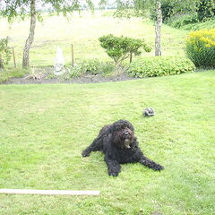 Django in de tuin