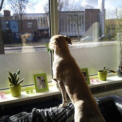 wie is toch steeds die hond daar buiten ??