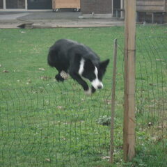 onze pup houd van springen :D