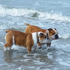 Tess en Shelby aan het noordzeestrand