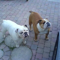 Shelby en Gypsy in de tuin