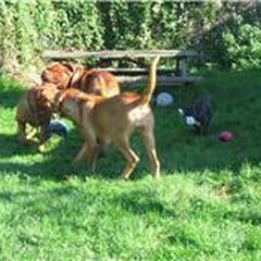 draven in de tuin