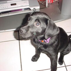 roxy als pup 11 weken