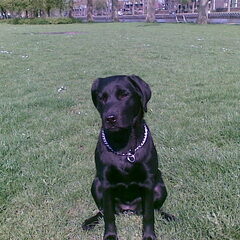 in het park