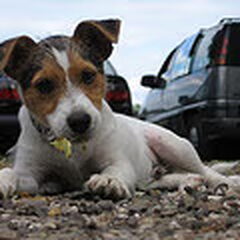 Bas als puppy