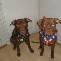 KING & YARAH MET HUN NIEUWE TUIGEN :D !