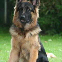 Onze oudduitse herder Rayman Vom Baumland