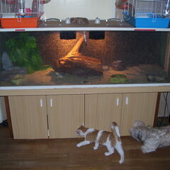 me baardagamen onze kat drabber en mischa