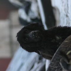 Dit is Boy , een Engelse Cocker Spaniel geboren eind juni…
