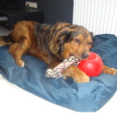 Charlie 5 jaar