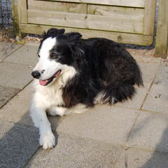 jacky, is er helaas niet meer.