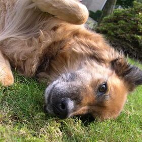 Bella op het gras