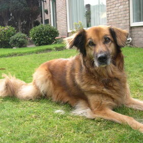 Bella op het gras