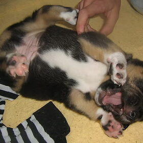 pup op rug