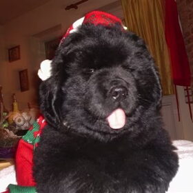 Proske in Kerstsfeer