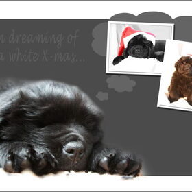 im dreaming of...