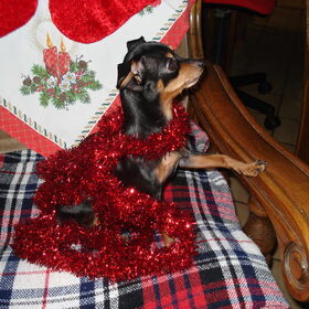 pruts op kerst