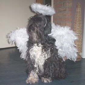 A lil' Xmas Angel...