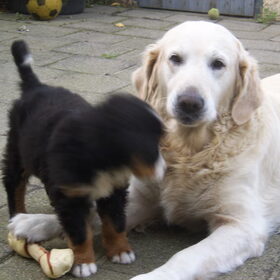 sascha met donja