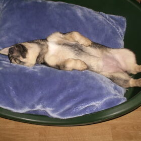hond in rare houding